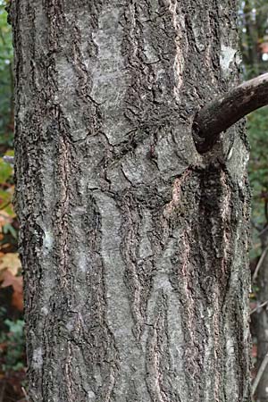 Quercus coccinea \ Scharlach-Eiche / Scarlet Oak, D Weinheim an der Bergstra&szlig;e, Exotenwald 19.10.2025