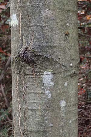 Quercus coccinea \ Scharlach-Eiche / Scarlet Oak, D Weinheim an der Bergstra&szlig;e, Exotenwald 19.10.2025