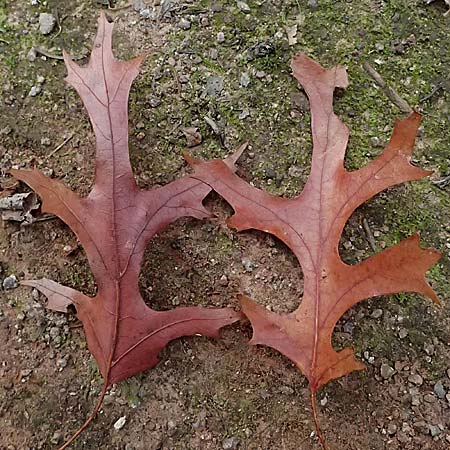 Quercus coccinea \ Scharlach-Eiche / Scarlet Oak, D Weinheim an der Bergstra&szlig;e, Exotenwald 19.10.2025