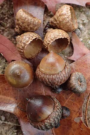 Quercus coccinea \ Scharlach-Eiche / Scarlet Oak, D Weinheim an der Bergstra&szlig;e, Exotenwald 19.10.2025