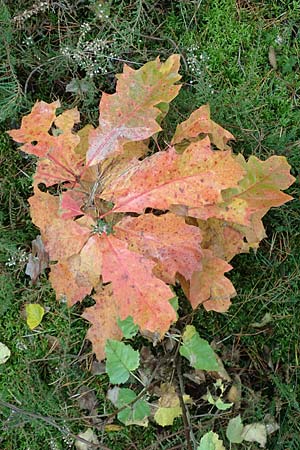 Quercus palustris \ Sumpf-Eiche, Nagel-Eiche / Pin Oak, D Hassloch 1.11.2016