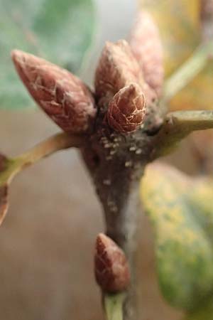 Quercus robur \ Stiel-Eiche / Common Oak, D Heidelberg 26.10.2017