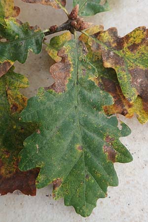 Quercus robur \ Stiel-Eiche / Common Oak, D Heidelberg 26.10.2017