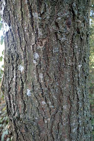 Quercus robur \ Stiel-Eiche / Common Oak, D Brensbach 10.10.2020