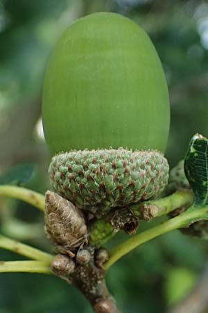 Quercus petraea \ Trauben-Eiche / Sessile Oak, D Hemsbach 2.9.2024