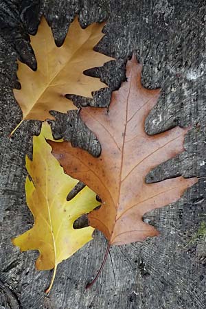 Quercus rubra \ Rot-Eiche / Northern Red Oak, D Weinheim an der Bergstraße, Exotenwald 19.10.2025 Quercus rubra \ Rot-Eiche / Northern Red Oak, D Weinheim an der Bergstraße, Exotenwald 19.10.2025