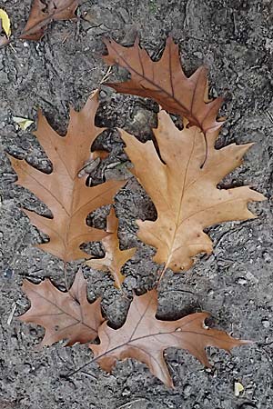 Quercus rubra \ Rot-Eiche / Northern Red Oak, D Weinheim an der Bergstraße, Exotenwald 19.10.2025 Quercus rubra \ Rot-Eiche / Northern Red Oak, D Weinheim an der Bergstraße, Exotenwald 19.10.2025