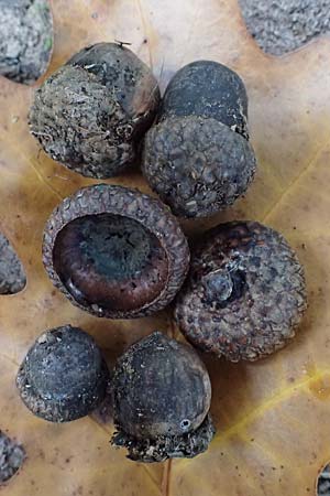 Quercus rubra \ Rot-Eiche / Northern Red Oak, D Weinheim an der Bergstraße, Exotenwald 19.10.2025 Quercus rubra \ Rot-Eiche / Northern Red Oak, D Weinheim an der Bergstraße, Exotenwald 19.10.2025