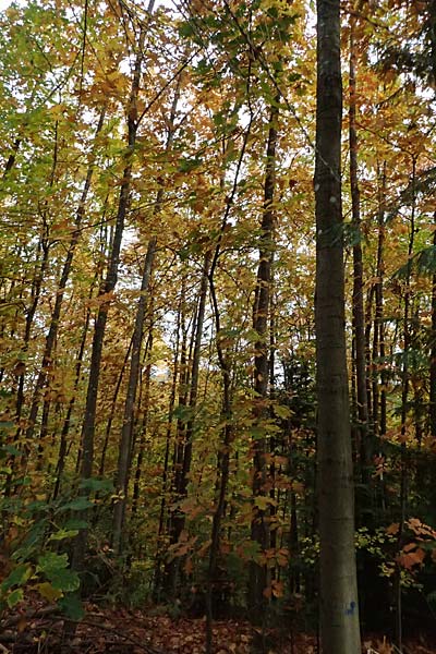 Quercus rubra \ Rot-Eiche / Northern Red Oak, D Weinheim an der Bergstraße, Exotenwald 19.10.2025 Quercus rubra \ Rot-Eiche / Northern Red Oak, D Weinheim an der Bergstraße, Exotenwald 19.10.2025