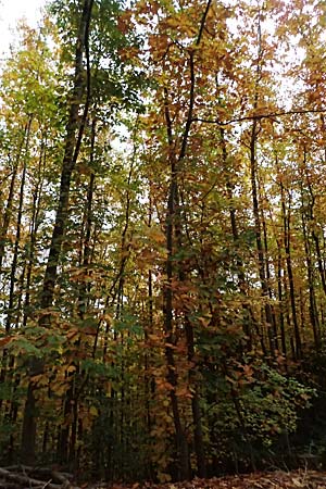 Quercus rubra \ Rot-Eiche / Northern Red Oak, D Weinheim an der Bergstraße, Exotenwald 19.10.2025 Quercus rubra \ Rot-Eiche / Northern Red Oak, D Weinheim an der Bergstraße, Exotenwald 19.10.2025