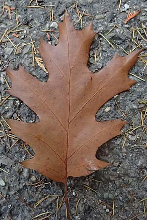 Quercus rubra \ Rot-Eiche / Northern Red Oak, D Weinheim an der Bergstraße, Exotenwald 19.10.2025 Quercus rubra \ Rot-Eiche / Northern Red Oak, D Weinheim an der Bergstraße, Exotenwald 19.10.2025