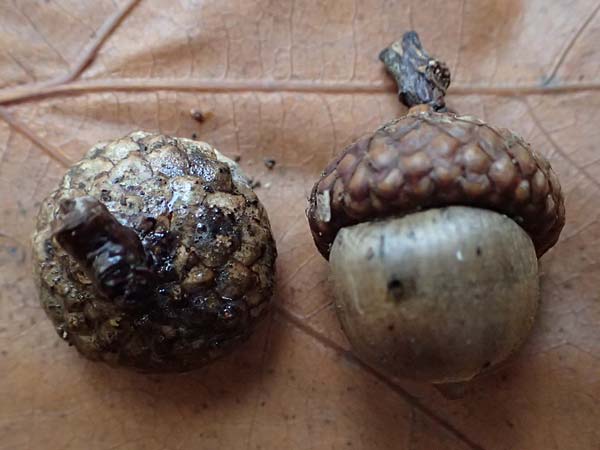 Quercus rubra \ Rot-Eiche / Northern Red Oak, D Weinheim an der Bergstraße, Exotenwald 19.10.2025 Quercus rubra \ Rot-Eiche / Northern Red Oak, D Weinheim an der Bergstraße, Exotenwald 19.10.2025