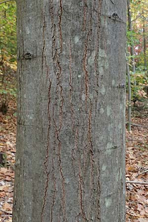 Quercus rubra \ Rot-Eiche / Northern Red Oak, D Weinheim an der Bergstraße, Exotenwald 19.10.2025 Quercus rubra \ Rot-Eiche / Northern Red Oak, D Weinheim an der Bergstraße, Exotenwald 19.10.2025