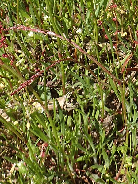 Rumex tenuifolius \ Schmalblttriger Sauer-Ampfer / Narrow-Leaved Sheep's Sorrel, D Viernheim 5.5.2016