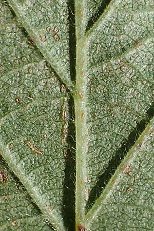 Rubus pseudothyrsanthus ? \ Falsche Straublten-Brombeere / False Grabowski's Bramble, D Hohwacht 14.9.2021