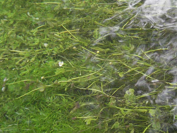 Ranunculus peltatus \ Schild-Wasser-Hahnenfu / Pond Water Crowfoot, D Odenwald, Finkenbach 10.7.2007
