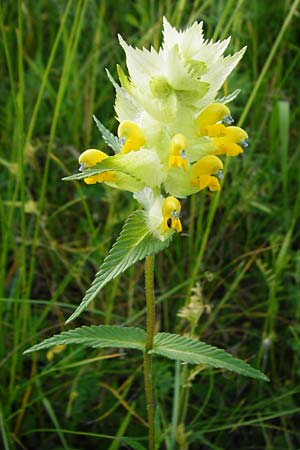 Rhinanthus serotinus \ Groer Klappertopf / Narrow-Leaved Yellow-Rattle, D Wurmlingen 3.6.2015