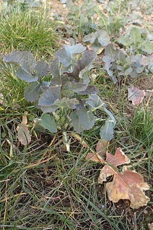Brassica napus \ Raps / Oilseed Rape, Rapeseed, D Neuleiningen 12.3.2016