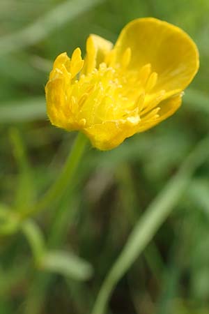 Ranunculus auricomus specL ? \ Gold-Hahnenfu / Goldilocks, D Odenwald, Nieder-Beerbach 22.4.2016