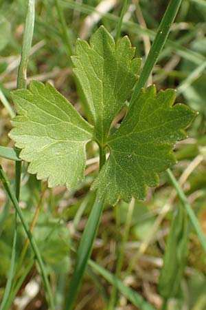 Ranunculus auricomus specL ? \ Gold-Hahnenfu / Goldilocks, D Odenwald, Nieder-Beerbach 22.4.2016