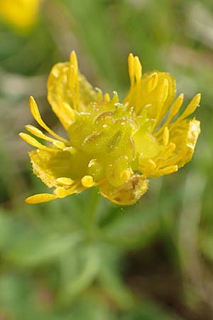 Ranunculus auricomus specL ? \ Gold-Hahnenfu / Goldilocks, D Odenwald, Nieder-Beerbach 22.4.2016