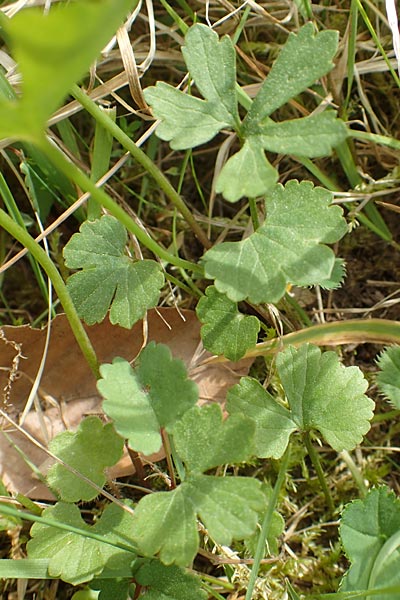 Ranunculus auricomus specL ? \ Gold-Hahnenfu / Goldilocks, D Odenwald, Nieder-Beerbach 22.4.2016