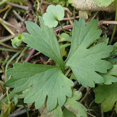 Ranunculus arundinoides \ Angelrutenartiger Gold-Hahnenfu / False Fishing-Rod Goldilocks, D Korschenbroich-Neersbroich 23.4.2017