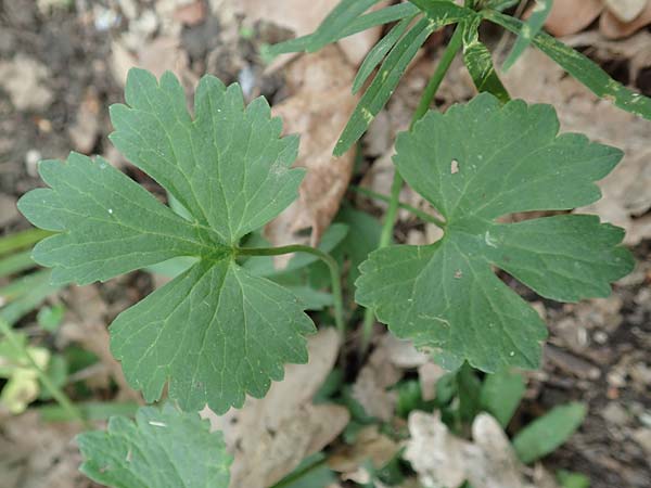 Ranunculus arundo \ Angelruten-Gold-Hahnenfu / Fishing-Rod Goldilocks, D Wachtberg-Berkum 23.4.2017