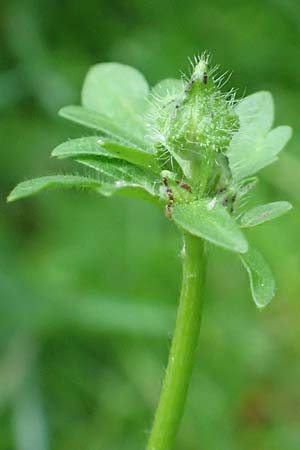 Ranunculus bulbosus \ Knolliger Hahnenfu / Bulbous Buttercup, D Mannheim 5.5.2017