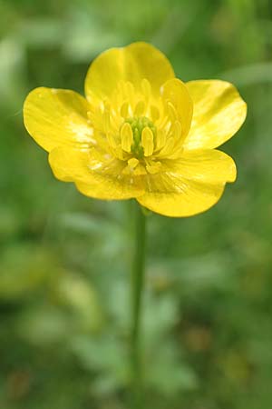 Ranunculus bulbosus \ Knolliger Hahnenfu / Bulbous Buttercup, D Mannheim 6.5.2017