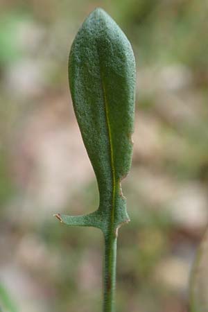 Rumex tenuifolius \ Schmalblttriger Sauer-Ampfer / Narrow-Leaved Sheep's Sorrel, D Viernheim 8.5.2017