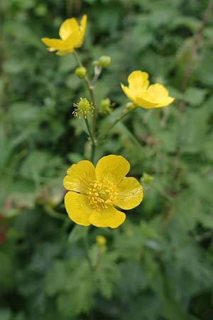 Ranunculus acris subsp. acris \ Scharfer Hahnenfu / Meadow Buttercup, D Ludwigshafen 13.9.2017