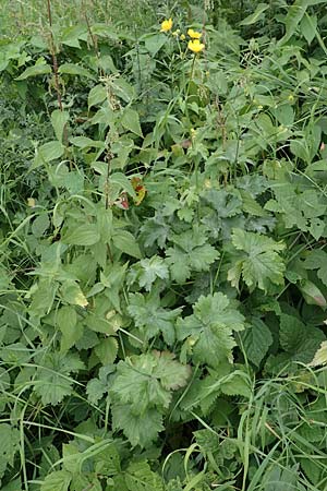 Ranunculus acris subsp. acris \ Scharfer Hahnenfu / Meadow Buttercup, D Ludwigshafen 13.9.2017