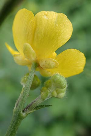 Ranunculus acris subsp. acris \ Scharfer Hahnenfu / Meadow Buttercup, D Ludwigshafen 13.9.2017
