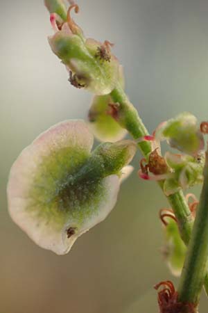 Rumex acetosa \ Groer Sauer-Ampfer, Wiesen-Sauer-Ampfer / Common Sorrel, D Berlin 30.10.2017