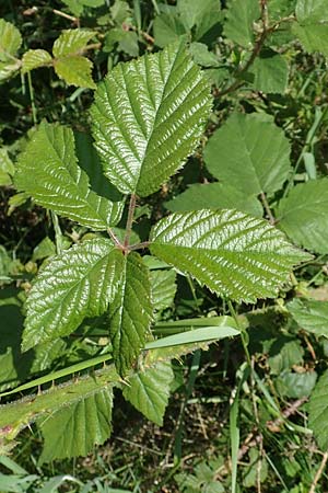 Rubus adornatus \ Schmuck-Brombeere, Geschmckte Brombeere / Adorned Bramble, D Wolfhagen 15.6.2019