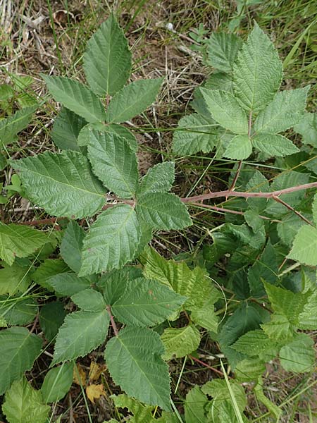 Rubus albiflorus \ Weibltige Brombeere, D Langenprozelten 21.6.2020
