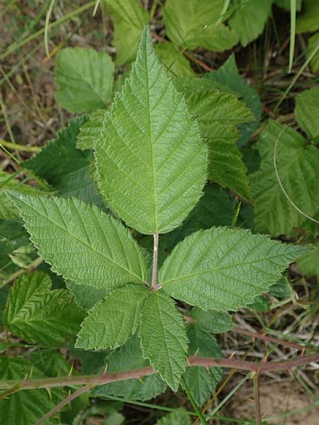 Rubus albiflorus \ Weibltige Brombeere, D Langenprozelten 21.6.2020