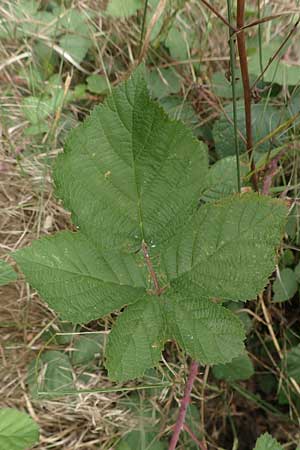 Rubus appropinquatus \ Angenherte Haselblatt-Brombeere / Approximate Bramble, D Vaihingen-Ensingen 24.7.2020