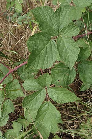 Rubus appropinquatus \ Angenherte Haselblatt-Brombeere / Approximate Bramble, D Vaihingen-Ensingen 24.7.2020
