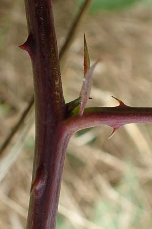Rubus appropinquatus \ Angenherte Haselblatt-Brombeere / Approximate Bramble, D Vaihingen-Ensingen 24.7.2020