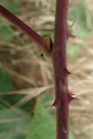 Rubus appropinquatus \ Angenherte Haselblatt-Brombeere / Approximate Bramble, D Vaihingen-Ensingen 24.7.2020