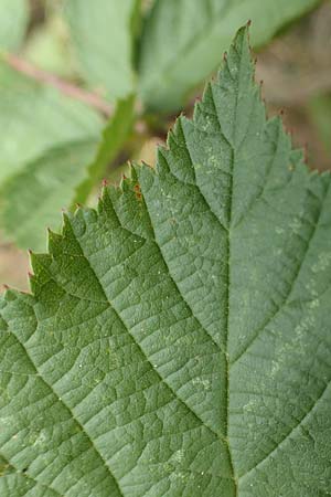 Rubus appropinquatus \ Angenherte Haselblatt-Brombeere / Approximate Bramble, D Vaihingen-Ensingen 24.7.2020