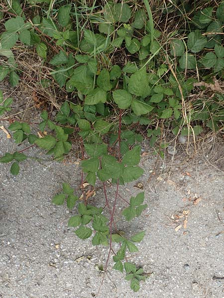 Rubus appropinquatus \ Angenherte Haselblatt-Brombeere / Approximate Bramble, D Vaihingen-Ensingen 24.7.2020