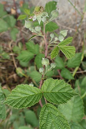 Rubus appropinquatus \ Angenherte Haselblatt-Brombeere / Approximate Bramble, D Vaihingen-Ensingen 24.7.2020