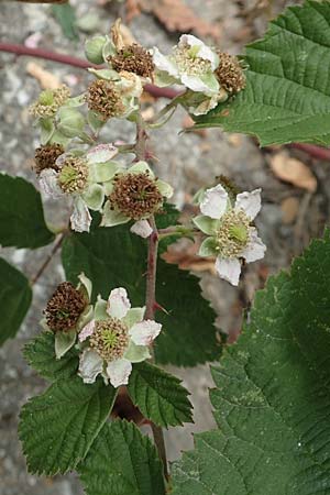Rubus appropinquatus \ Angenherte Haselblatt-Brombeere / Approximate Bramble, D Vaihingen-Ensingen 24.7.2020