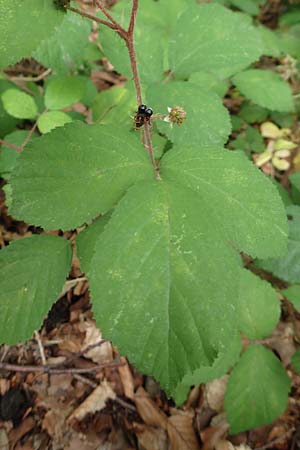 Rubus adornatoides \ Falsche Schmuck-Brombeere, Schmuckartige Brombeere, D Herne 28.7.2020