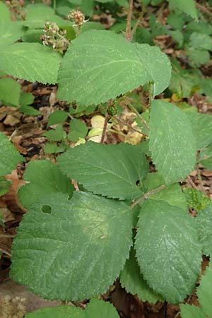 Rubus adornatoides \ Falsche Schmuck-Brombeere, Schmuckartige Brombeere, D Herne 28.7.2020