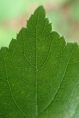 Rubus adornatoides \ Falsche Schmuck-Brombeere, Schmuckartige Brombeere, D Herne 28.7.2020