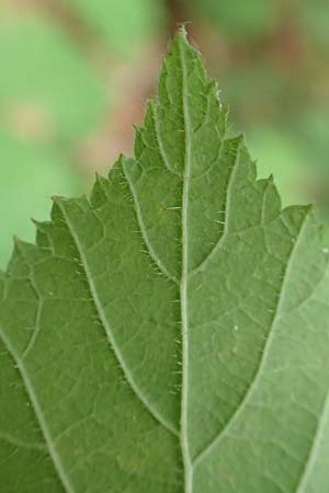 Rubus adornatoides \ Falsche Schmuck-Brombeere, Schmuckartige Brombeere, D Herne 28.7.2020